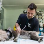 Alles wat je nodig hebt als dierenarts Dierenarts zijn is een nobele en uitdagende professie. Om dieren de beste zorg te kunnen bieden, is het belangrijk om goed voorbereid en goed uitgerust te zijn. In deze blog bespreken we alles wat je nodig hebt om succesvol te zijn als dierenarts. De juiste opleiding en vaardigheden Wat voor opleiding heb je nodig? Om dierenarts te worden, moet je een uitgebreide opleiding volgen. Dit begint met een bachelor in diergeneeskunde, gevolgd door een master en vaak een specialisatie in een bepaald dier of type zorg. Het is belangrijk om tijdens je opleiding stage te lopen bij een dierenkliniek om praktische ervaring op te doen. Essentiële vaardigheden Naast de theoretische kennis zijn er enkele belangrijke vaardigheden die je als dierenarts moet ontwikkelen: Communicatievaardigheden: Om effectief te kunnen communiceren met huisdiereigenaren. Probleemoplossend vermogen: Om snel en efficiënt diagnoses te kunnen stellen. Geduld en empathie: Om op een zorgzame en begripvolle manier met dieren en hun eigenaren om te gaan. Basisuitrusting en benodigdheden Welke instrumenten heb je nodig? Een dierenarts heeft een breed scala aan instrumenten nodig om de juiste zorg te kunnen bieden. Hier zijn enkele essentiële benodigdheden: Stethoscoop: Voor het luisteren naar hart- en longgeluiden. Thermometer: Voor het meten van de lichaamstemperatuur van dieren. Otoscoop en oftalmoscoop: Voor het onderzoeken van oren en ogen. Bloeddrukmeter: Voor het controleren van de bloeddruk. Röntgen- en echoapparatuur: Voor het maken van beelden van het inwendige van dieren. Verbruiksartikelen Naast de instrumenten zijn er ook veel verbruiksartikelen die een dierenarts dagelijks nodig heeft. Denk aan: Naalden en spuiten Handschoenen en beschermende kleding Verbandmiddelen en ontsmettingsmiddelen Medicijnen en vaccins Een betrouwbare leverancier voor deze benodigdheden is Dispovet. Bij Dispovet vind je een breed assortiment aan kwalitatief hoogwaardige verbruiksartikelen die essentieel zijn voor het werk als dierenarts. Software en technologie Praktijkmanagementsoftware Moderne dierenartsen maken gebruik van geavanceerde software om hun praktijk efficiënt te beheren. Deze software helpt bij het bijhouden van patiëntendossiers, afsprakenplanning en facturatie. Het zorgt ervoor dat je meer tijd kunt besteden aan de zorg voor de dieren en minder tijd aan administratieve taken. Diagnostische technologie Naast de basisuitrusting is het ook belangrijk om op de hoogte te blijven van de nieuwste diagnostische technologieën. Denk aan geavanceerde bloedanalyseapparatuur, digitale röntgensystemen en ultrasone apparaten. Deze technologieën maken het mogelijk om sneller en nauwkeuriger diagnoses te stellen, wat leidt tot betere zorg voor de dieren. Continu leren en ontwikkelen Professionele ontwikkeling Als dierenarts is het belangrijk om je continu te blijven ontwikkelen. Dit kan door het volgen van nascholingen, workshops en conferenties. Door op de hoogte te blijven van de nieuwste ontwikkelingen in de diergeneeskunde, kun je je patiënten de best mogelijke zorg bieden. Netwerken en samenwerken Het opbouwen van een netwerk met andere professionals in de diergeneeskunde is ook essentieel. Dit biedt de mogelijkheid om kennis en ervaringen uit te wisselen, wat bijdraagt aan je professionele groei. Samenwerken met specialisten kan bovendien helpen bij het bieden van de beste zorg aan je patiënten.